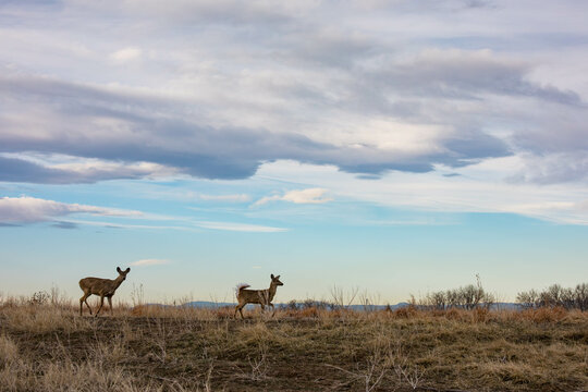 White-tailed deer on alert at Rocky Mountain Arsenal NWR