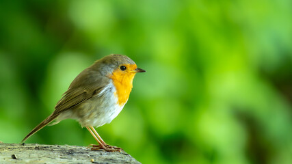 Ein Rotkehlchen auf einem Stein mit schönem Bokeh in einer Nahaufnahme.