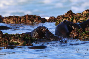 new-zealand fur seal