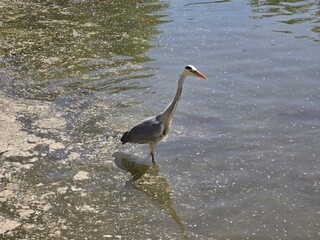 blue heron