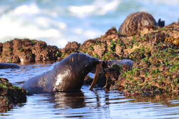new-zealand fur seal