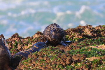 new-zealand fur seal