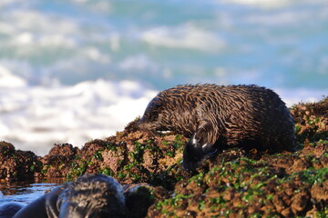new-zealand fur seal