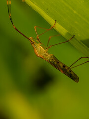 A close-up image of a rice bug, Leptocorisa acuta (Thunberg), perched on a leaf, its long legs outstretched.  These insects have intricate details and unique shapes.