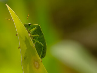 A vibrant green shield bug crawling on a leaf, showcasing its intricate details and striking color against the natural green background.