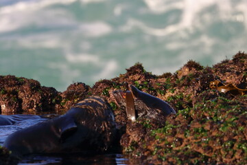 fur seal pup