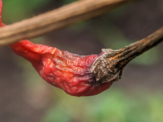 A close-up of a single dried red chili pepper hanging from a branch. Chili peppers have wrinkled skin and a dark red color. The background is opaque green.