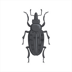 vector drawing snout beetle, true weevil isolated at white background, garden pest, hand drawn illustration