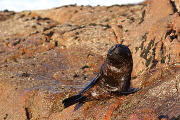 fur seal pup