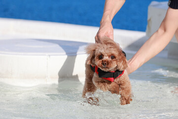 プールが初めてのトイ・プードル © ぬいぐるみ王国