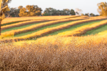 Canola crop cut into windrows to dry before harvest