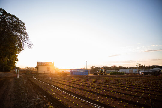 farm with rows of newly planted seedlings at sunset