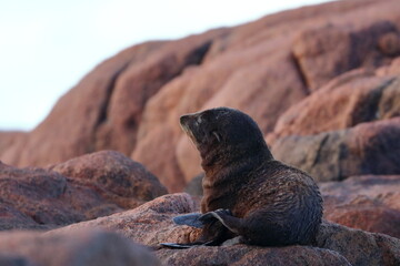fur seal pup