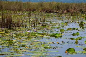 Water lilies at Mambamba swamp at Lake Victoria in Uganda
