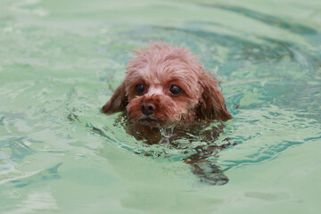 プールで泳ぐトイプードル