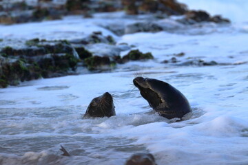 fur seal pup