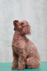 見上げているトイ・プードル