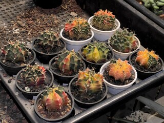 Various set of Gymnocalycium (commonly called chin cactus) plants with low exposure photo. succulent pot plant for collection in glass house