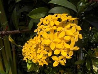 The Flame of the Woods Ixora coccinea 'Maui Yellow' flower,  Beautfiul ornamental flower with leaf...