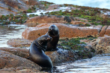 Fototapeta premium fur seal