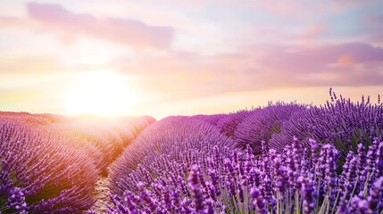 Obraz premium golden light shining on lavender fields under a beautiful pastel sky