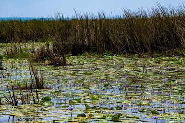 Water lilies at Mambamba swamp at Lake Victoria in Uganda