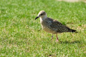 Yellow-legged Gull Larus michahellis