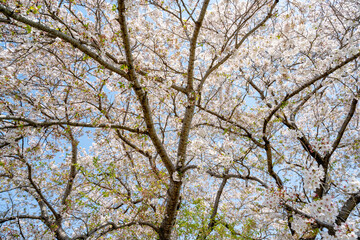 Cherry blossoms season background is blue sky