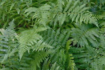 Dark green fresh fern closeup background pattern.