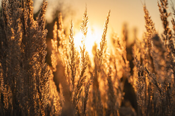 sunset in the field