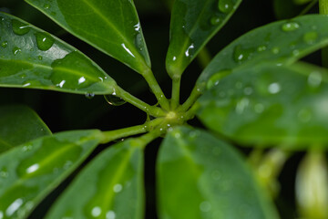 water drops on green leaf