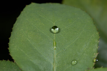 dew on leaf