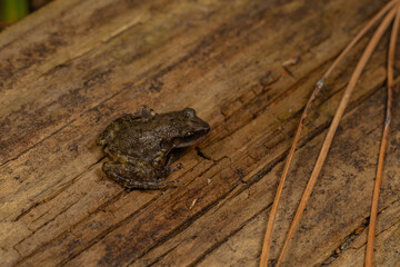 frog on a log