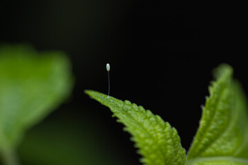 nymph egg on leaf
