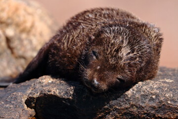fur seal pup