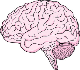 human brain vector illustration