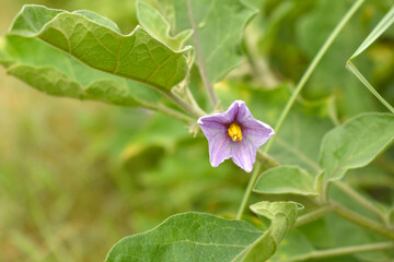 brinjal flower bloom on plant, A close up of purple Brinjal flowers in the garden with green leaves closeup, Beautiful brinjal flower.Purple color flower. Eggplant flower close up with leaves