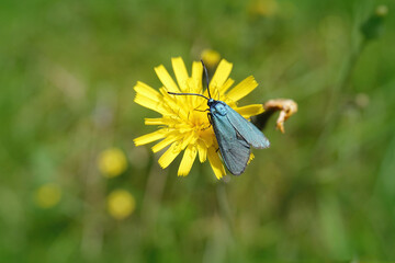 Closeup on the diurnal metallic Green Forrester moth , Adscita statices on a yellow flower