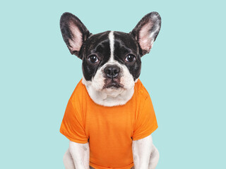 Cute puppy and orange T-shirt. Close-up, indoors. Beauty and fashion concept. Studio shot, isolated background. Pets care