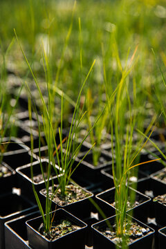 grass plant seedlings for sale at a nursery