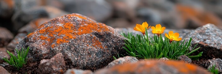 Fototapeta premium A cluster of yellow blooms atop a rocky mound, moss emerging from one stone