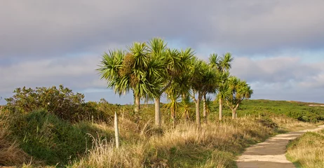 Fototapete Palmen in Irland © Jürgen Hamann