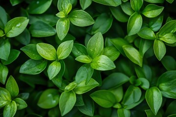 Fototapeta premium Enlivening green closeups to use as backgrounds, wallpaper or textured pics to inspire growth and connections , ai