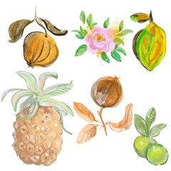 set of fruits/ Hand drawn set of tropical fruits. 