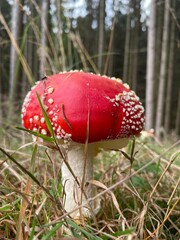 amanita muscaria fly agaric mushroom