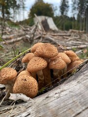 mushrooms in the woods