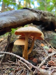 Mushrooms in the forest