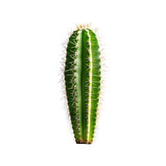 Naklejka premium Green Cactus with Thorns Isolated