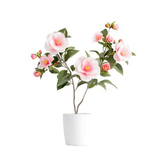 Pink Camellia Flower in a White Pot