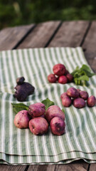 organic potatoes close up on striped tablecloth selective focus
